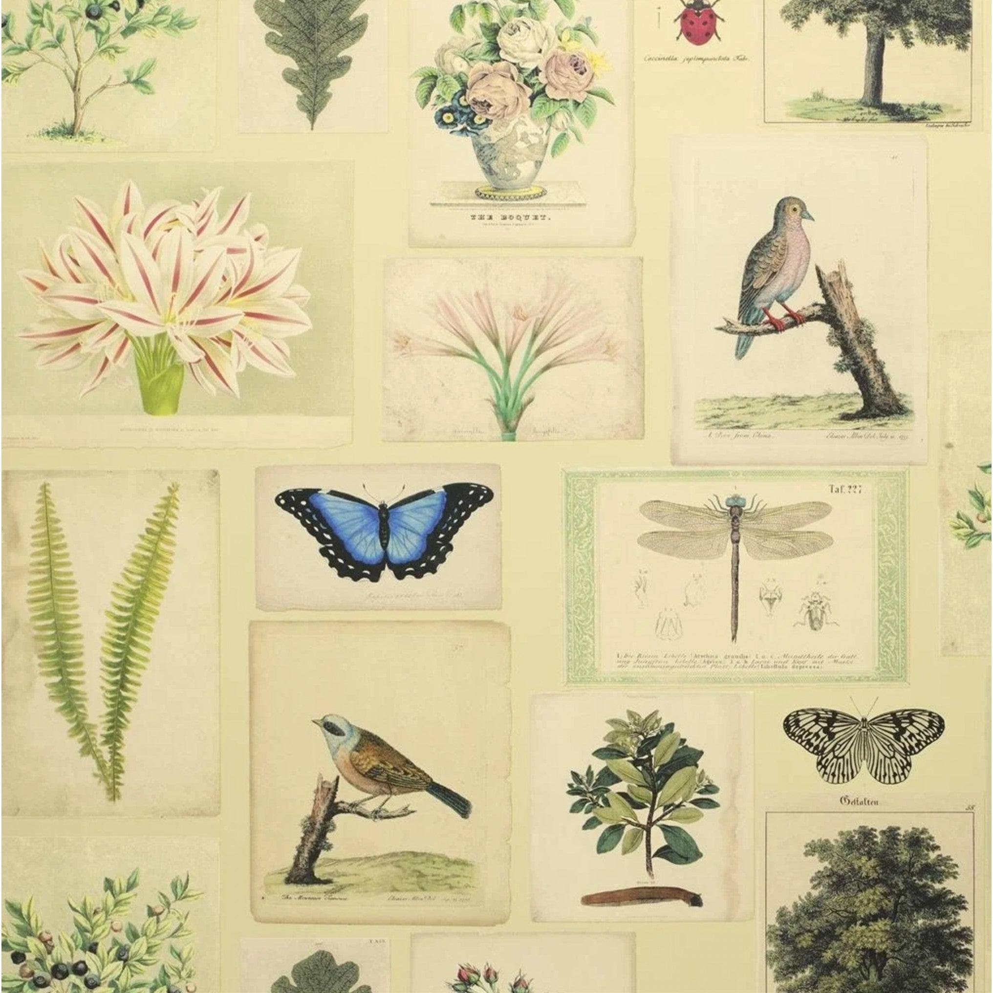 Tapete von John Derian: Flora And Fauna Designers Guild