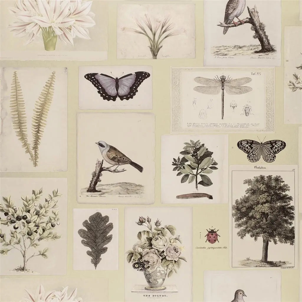 Tapete von John Derian: Flora And Fauna Designers Guild