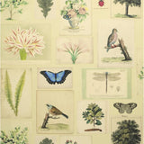 Tapete von John Derian: Flora And Fauna Designers Guild
