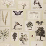 Tapete von John Derian: Flora And Fauna Designers Guild
