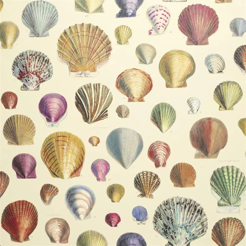 Tapete von John Derian Captain Thomas Browns Shells Sepia Designers Guild