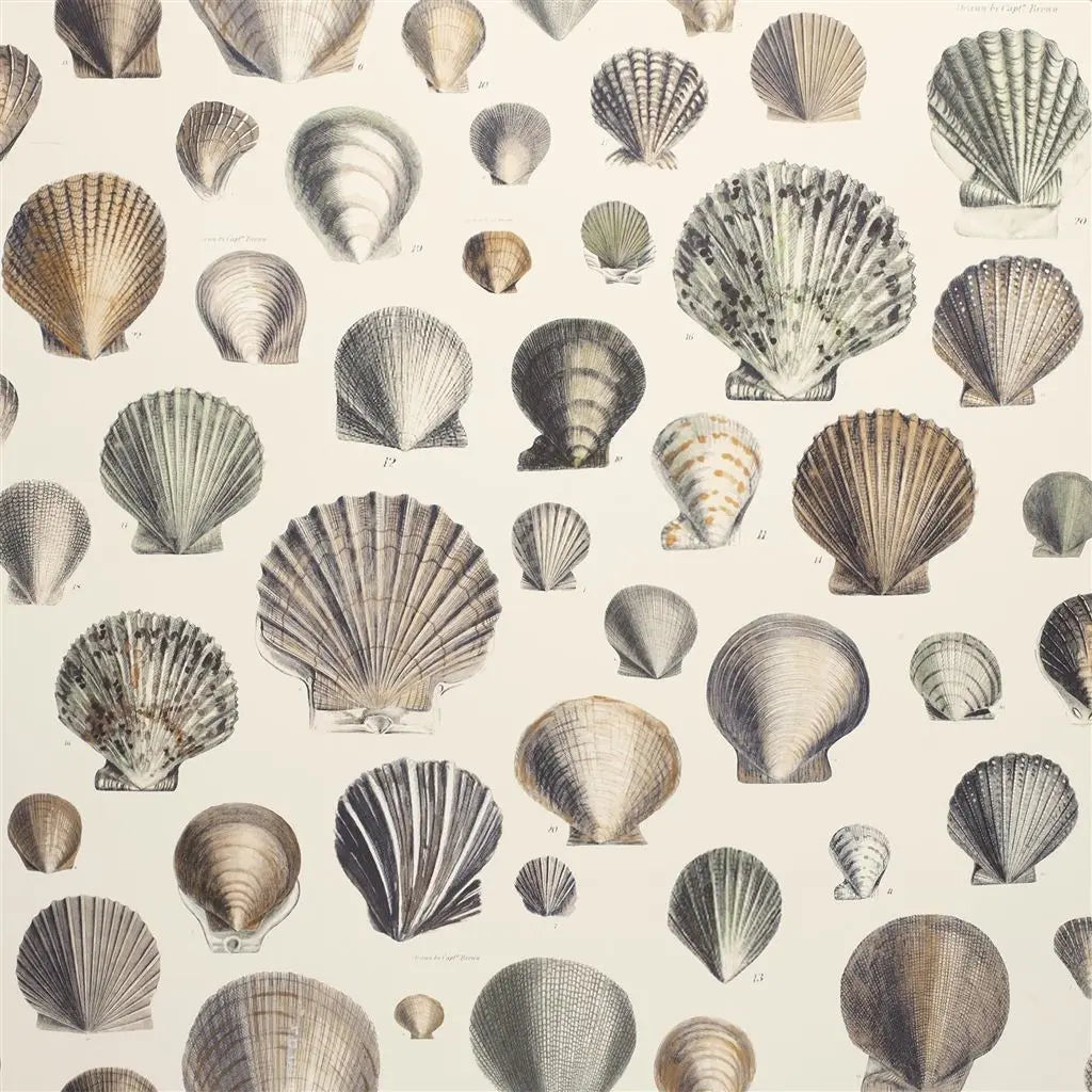 Tapete von John Derian Captain Thomas Browns Shells Sepia Designers Guild
