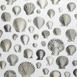 Tapete von John Derian Captain Thomas Browns Shells Sepia Designers Guild